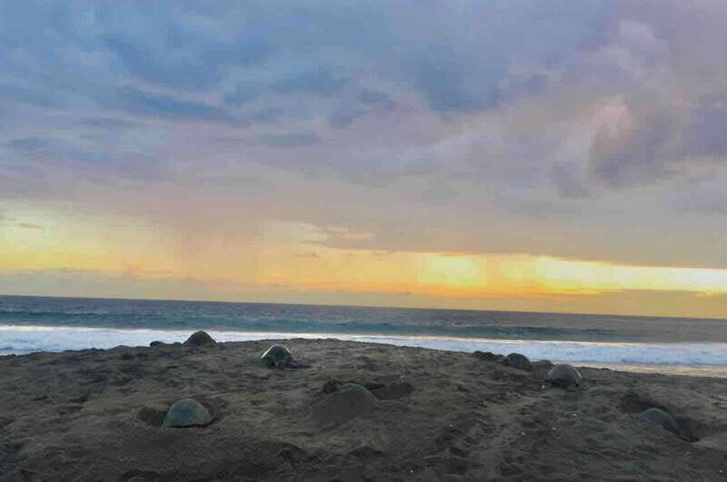 4-in-1 Tour - Mazunte, Cacao Factory & Turtle Spawn/Release - Key Points