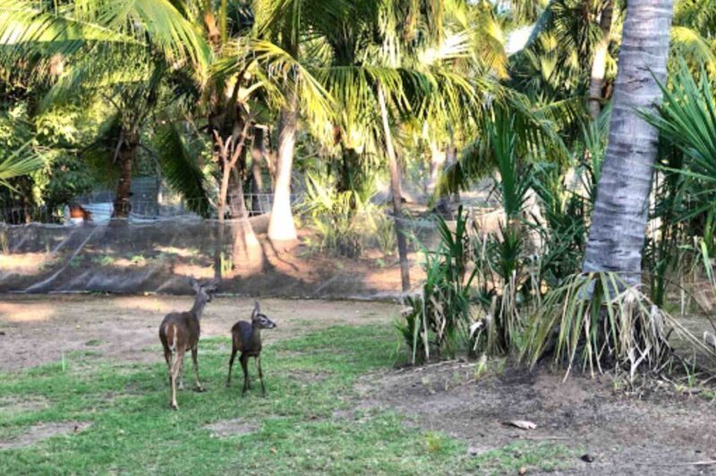 4-in-1 Tour - Mazunte, Cacao Factory & Turtle Spawn/Release - The Sum Up