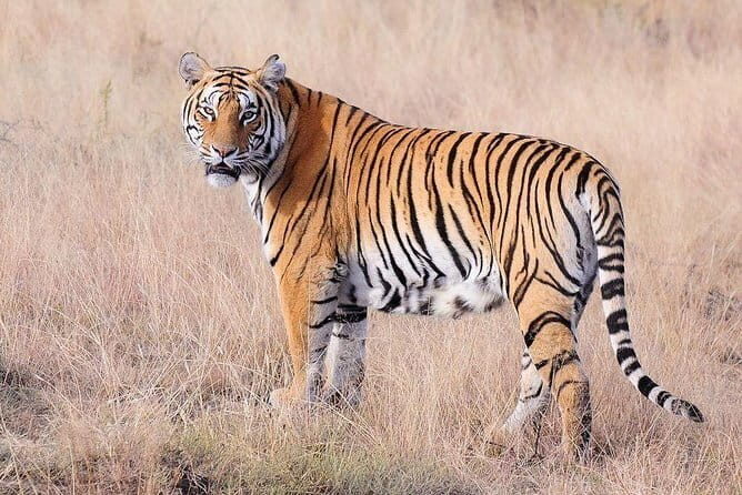 4 Nights 5 Days Jaipur-Ranthambore Tour - Key Points