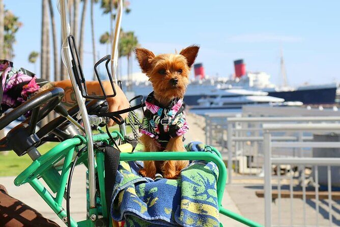 4-Wheel Surrey Cycle Rental in Long Beach Shoreline Village - The Experience in Practice