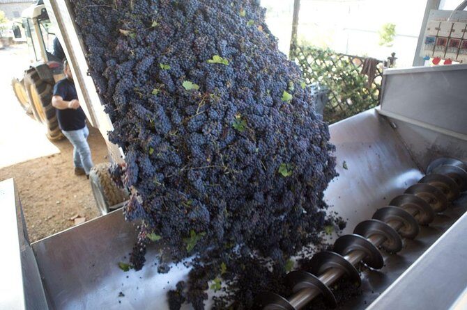 4 Wines Tasting with 2 Tuscan Cheeses & Tour at the winery - Vineyard Walk and Scenic Views