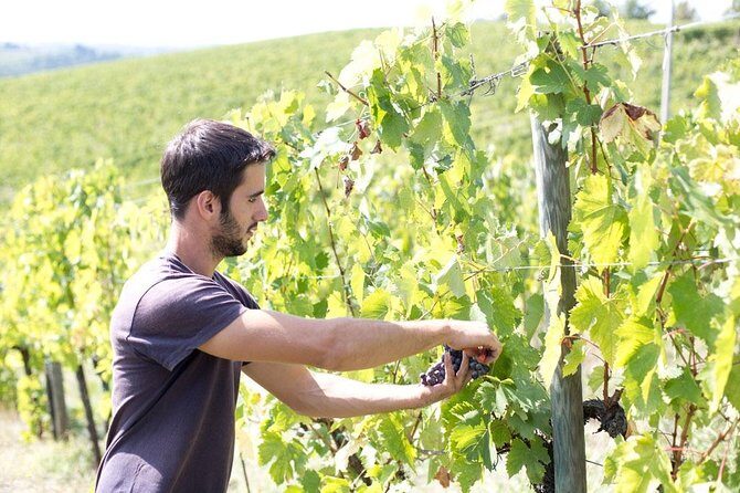 4 Wines Tasting with 2 Tuscan Cheeses & Tour at the winery - Why This Tour Might Be Perfect for You