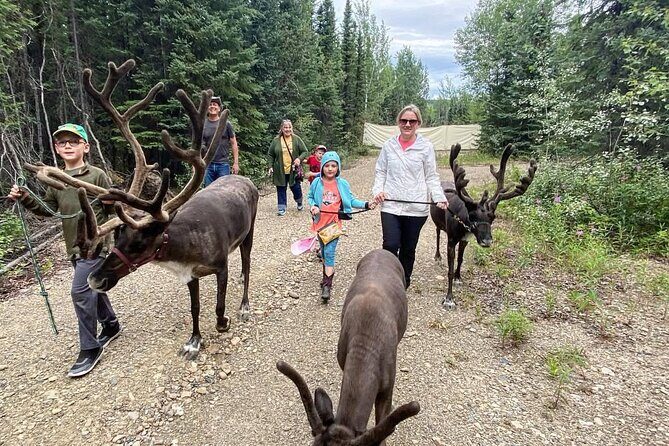45 Minute Private Reindeer Tour - Final Thoughts