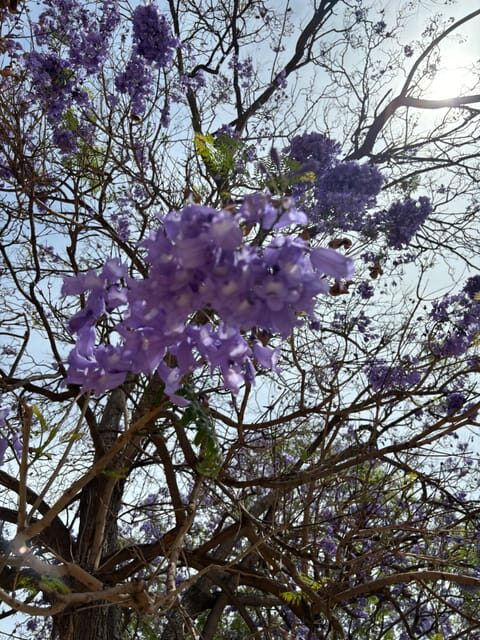45 minutes flamenco dance class for family in Málaga - Why Choose This Flamenco Class?