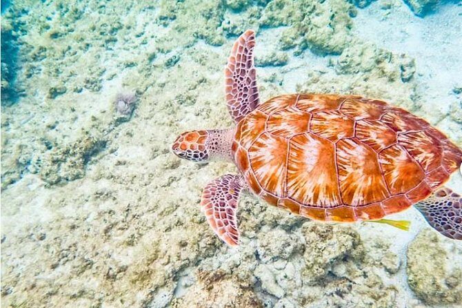 4H 42' Azimut Yacht All-Inclusive from Tulum & Playa del Carmen. - Final Words