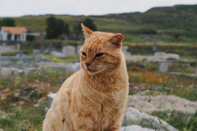 4Hours Mykonos Adventure Walk in Town & Minivan Countryside Tour - Final Thoughts