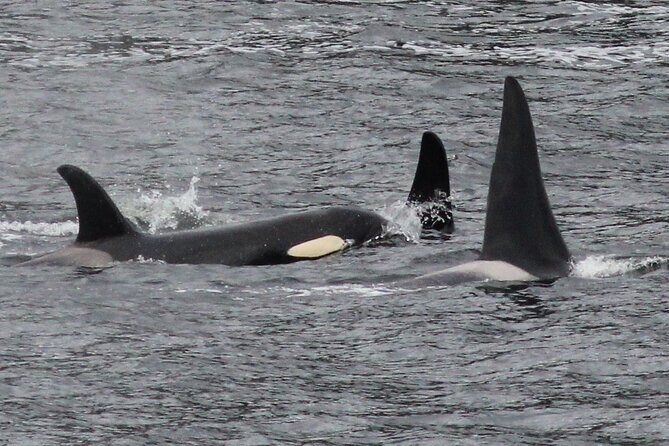 4hr Custom Private Tour of Ketchikan (14 People) Wildlife + More - Practical Tips for Your Tour Experience