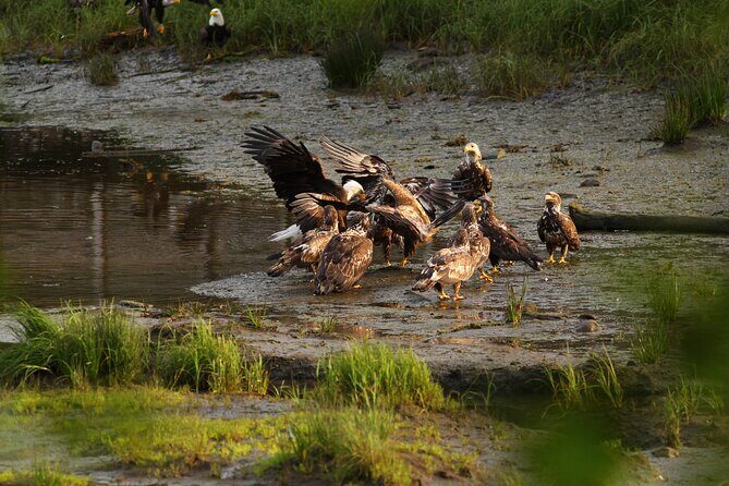 4hr Custom Private Tour of Ketchikan (14 People) Wildlife + More - FAQs