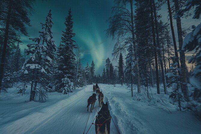 4hr Dog Sledding Tour under the Northern Lights - What the Tour Entails
