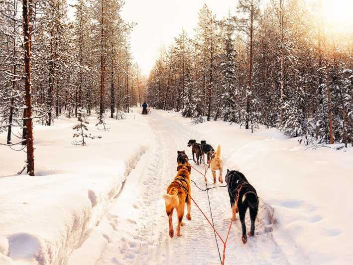 4hr Dog Sledding Trip on Finnmarksvidda - A Detailed Look at the Experience