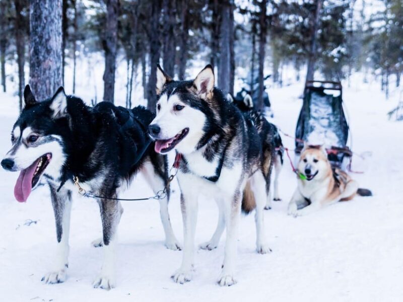 4hr Dog Sledding Trip on Finnmarksvidda - Who Will Love This Tour?