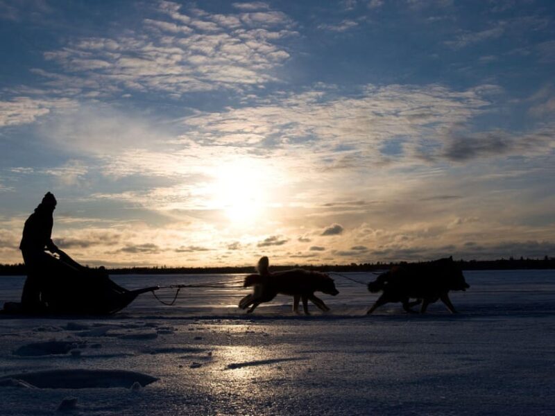 4hr Dog Sledding Trip on Finnmarksvidda - FAQs