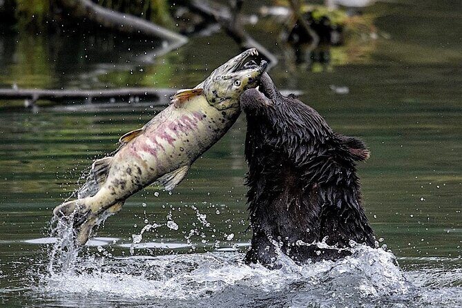 4hr Ketchikan Private custom tour (4 people) Wildlife + More - A Detailed Look at the Ketchikan Private Tour