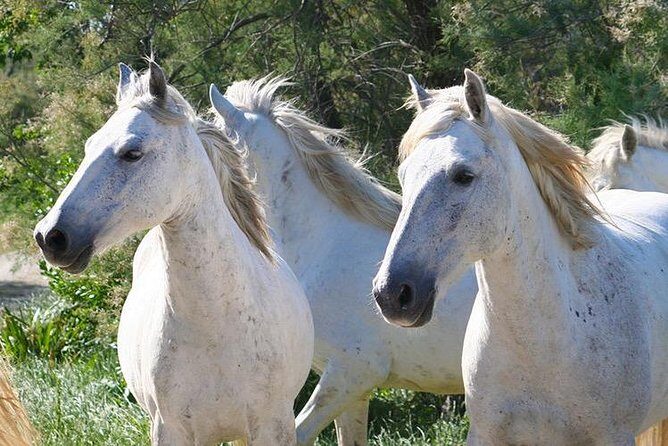 4x4 Camargue Safari 4h - Departure from Arles - Final Thoughts