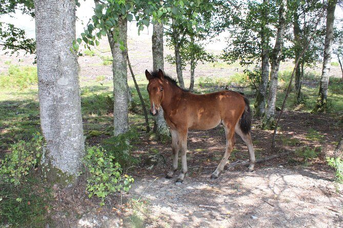 4X4 Privat Tour - Peneda-Gerês National Park - Final Thoughts