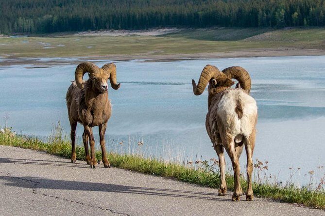 5.5-Hour Jasper Wildlife and Waterfalls Tour with Maligne Lake Cruise from Jasper - Guides and Overall Experience