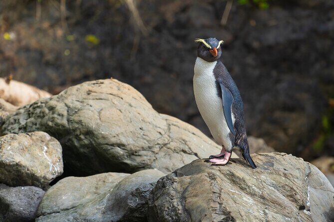 5 Day 4 Night New Zealands South Southern Highlights Tour - Overall Value and Suitability