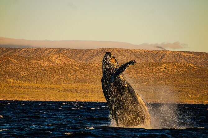 5-Day Baja Whale Safari: 2 Whale Species & Snorkeling Experiences - Key Points