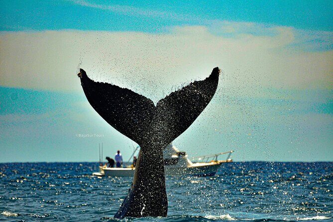 5-Day Baja Whale Safari: 2 Whale Species & Snorkeling Experiences - The Experience: What Travelers Can Expect