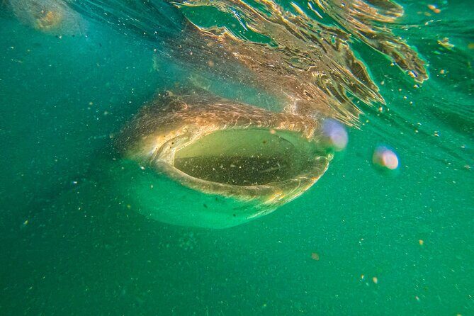 5-Day Baja Whale Safari: 2 Whale Species & Snorkeling Experiences - FAQs