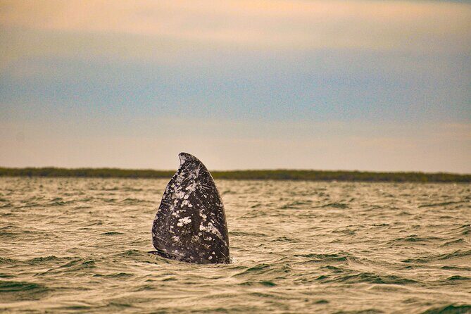 5-Day Baja Whale Safari: 2 Whale Species & Snorkeling Experiences - The Sum Up
