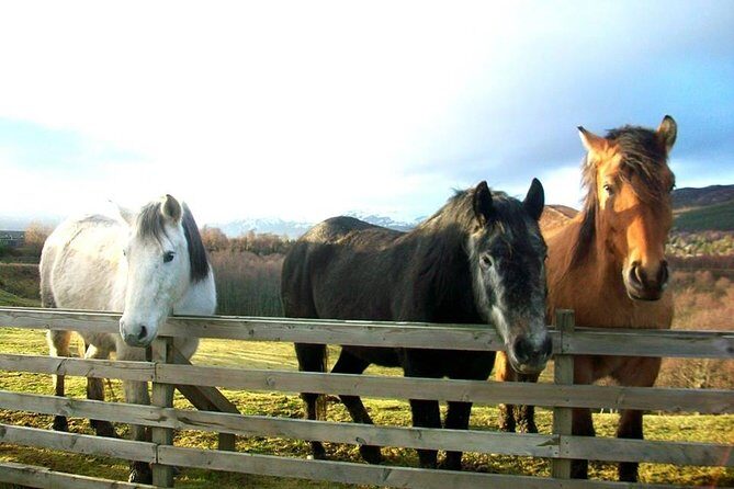 5-Day Best of Scotland Experience from Glasgow - The Bottom Line