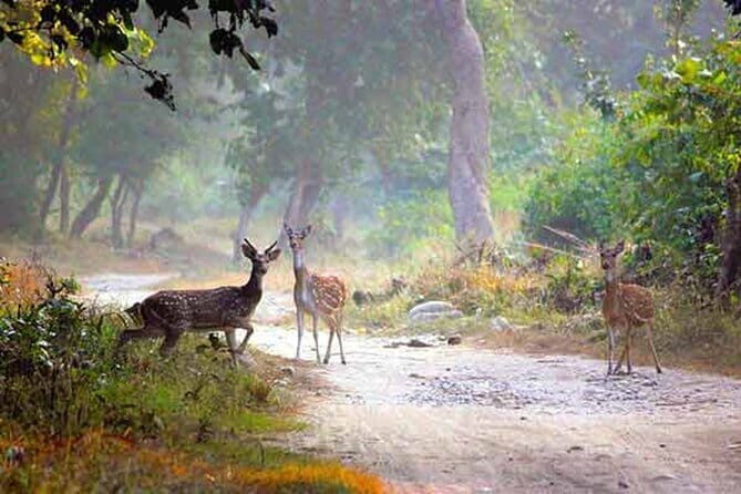 5-Day Golden Triangle Delhi Agra Jaipur Tour with Leopard Safari - Final Thoughts: Is this Tour Right for You?