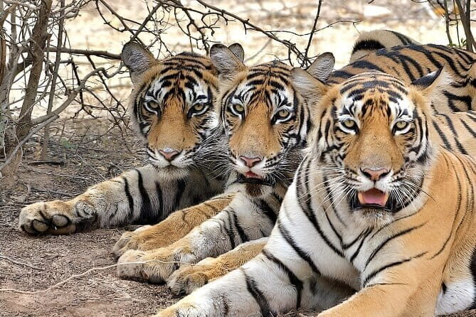 5-Day Golden Triangle with Ranthambore & Bharatpur Tour - Key Points