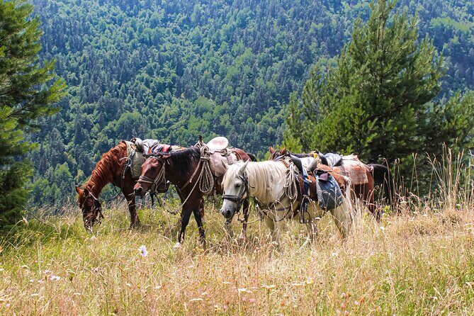 5-Day Horse Riding Tour in Caucasus - An Authentic Ride through Georgia’s Caucasus Mountains