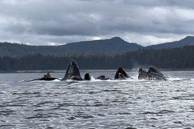 5 Day Jetski Expedition: Southeast Alaskan Adventure from Juneau - A Deep Dive into the Itinerary