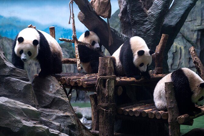 5 Day Natural Panda Paradise Tour in Chengdu - Final Thoughts: Who Is This Tour Best For?