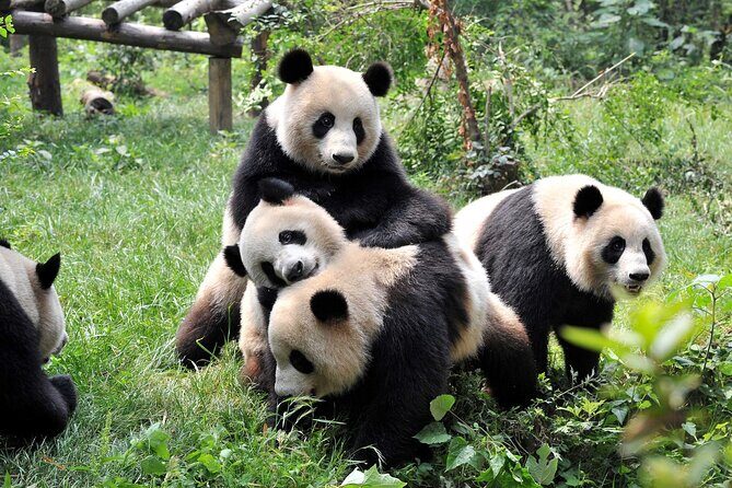 5 Day Natural Panda Paradise Tour in Chengdu - FAQ