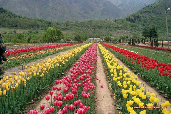 5 Day Paradise Kashmir Tour - Final Thoughts