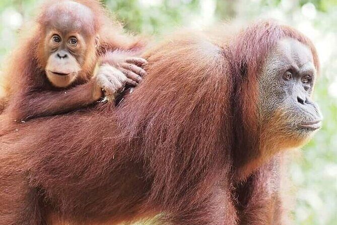 5 Day's 4 Night's jungle Tour trekking in Bukit Lawang - Key Points