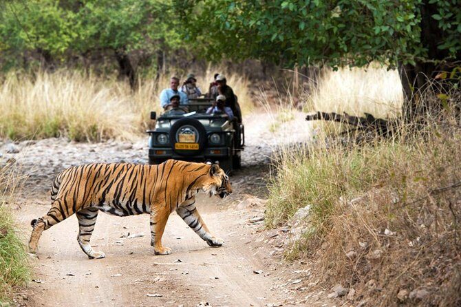 5 Days Golden Triangle Tour with Ranthambore Tiger Safari - Who Should Consider This Tour?