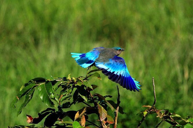 5 Days Golden Triangle Tour with Tiger Safari and Bird Sanctuary - The Sum Up: Is This Tour Right for You?