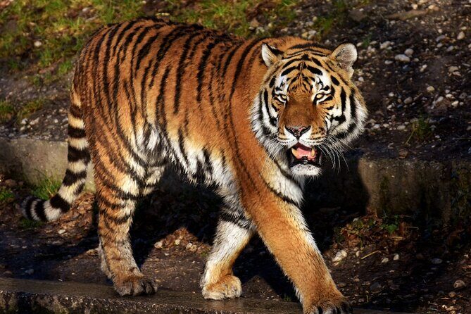 5 Days Golden Triangle Tour with Tiger Safari and Bird Sanctuary - FAQ