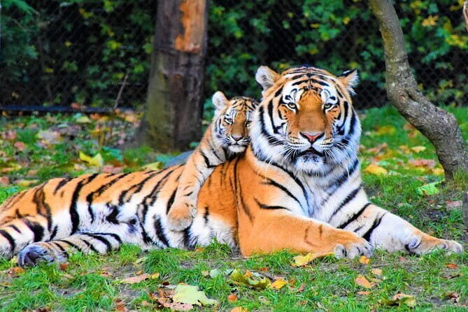 5 Days Golden Triangle With Ranthambore Wildlife - Starting in Delhi: A Cultural Tapestry