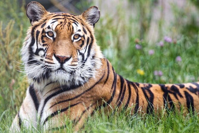 5 Days Golden Triangle With Ranthambore Wildlife - Jaipur: A Palace of Colors and Culture