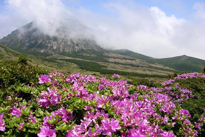 [5-days Jeju] Private Customized Hiking(Hallasan & Olle Course) with Mountaineer - Practical Considerations and Tips