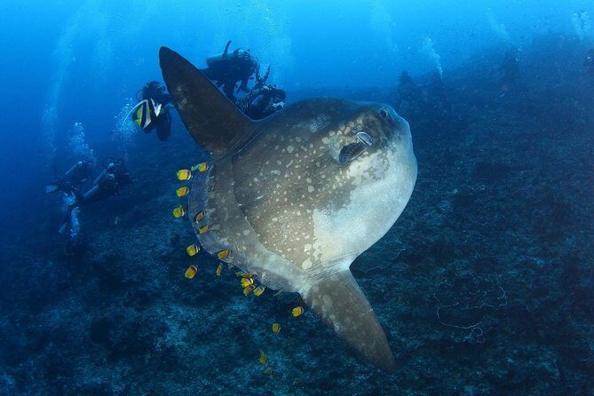 5 Fun Dives in Nusa Lembongan (for certified divers) - Swim with a Mola Mola - Authentic Experiences from Reviews