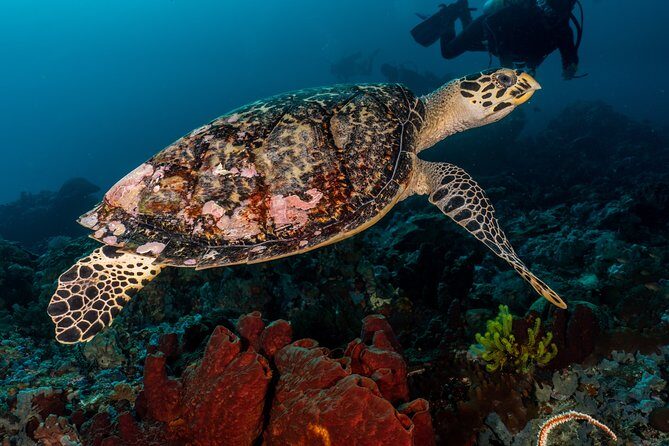 5 Fun Dives in Pemuteran (for certified divers) - Exploration in Menjangan Park - Key Points