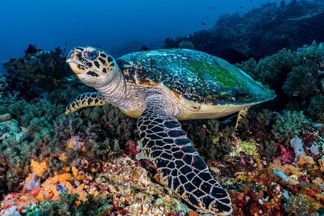 5 Fun Dives in Pemuteran (for certified divers) - Exploration in Menjangan Park - Why This Tour Offers Real Value