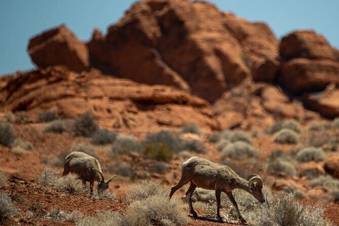 5 Hour Las Vegas Off-Road Secrets: Self Drive Jeep Adventure - An In-Depth Look at the Experience
