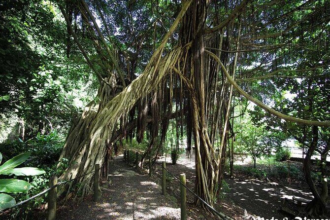 5 Hours Tahiti Island Tour - West and East Coast - Final Thoughts: Is This Tour Right for You?