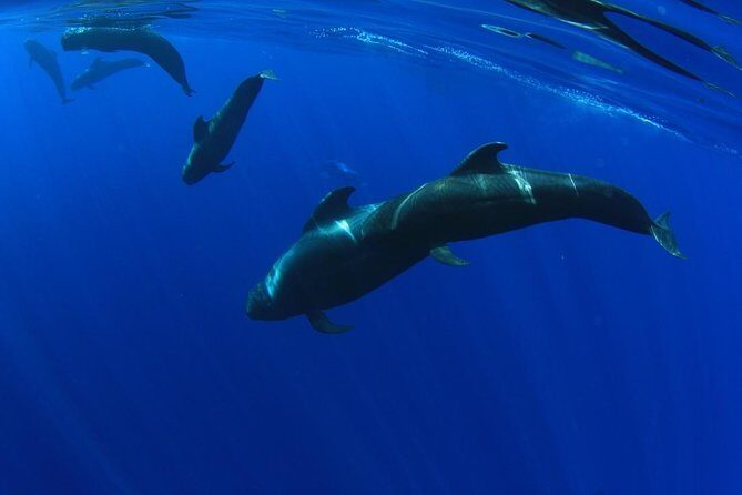 5 hrs. Watching and listening whales and dolphins visiting Los Gigantes - Key Points