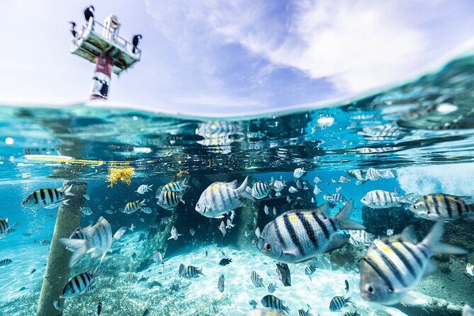 5-in-1 Cancun Snorkeling Tour with Sea Life & Transport Included - What Makes This Tour Stand Out?