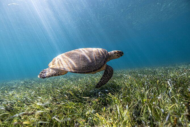 5-in-1 Cancun Snorkeling Tour with Sea Life & Transport Included - Transport and Group Size