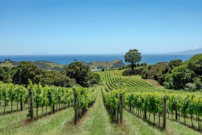 5 or 7 hour Far End of Waiheke Scenic Wine Tour in Electric Vans - An In-Depth Look at the Waiheke Far End Scenic Wine Tour