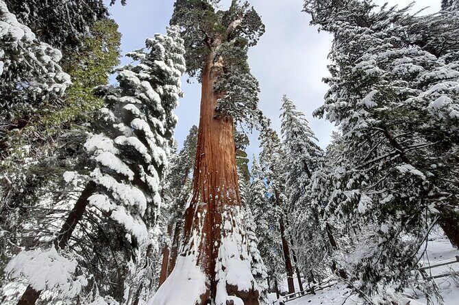 5-Star Rated Sequoia Winter Tour - The Itinerary in Detail